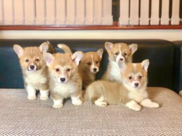 Welsh Corgi Pembroke Welpen zu verkaufen
