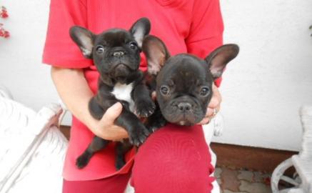 Freiatmende  Franz�sische Bulldogge welp