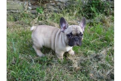 Freiatmende  Franz�sische Bulldogge welp