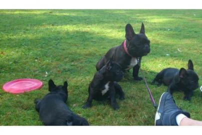 Franz. Bulldoggen Welpen  (100% gesund)