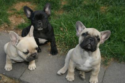 Franz. Bulldoggen Welpen  (100% gesund)