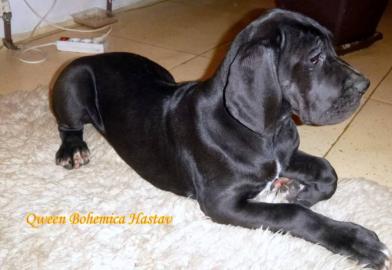 Deutsche Doggenwelpen (H�ndinnen)