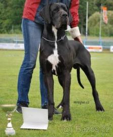 Deutsche Doggenwelpen (H�ndinnen)