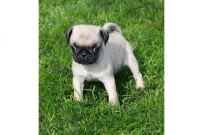 Wundersch�ne reinrassige Mops