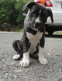 Magnificent Pitbull Terrier Welpen