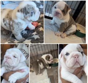 Eng. Bulldoggen-WhatsApp: +4915510348975