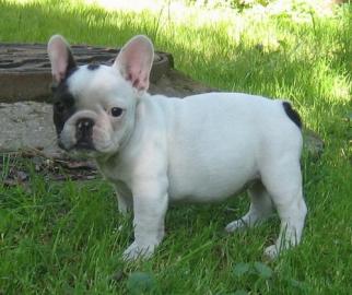 Franz�sische Bulldoggen Welpen abzugeben