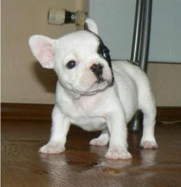 Franz�sische Bulldoggen Welpen abzugeben