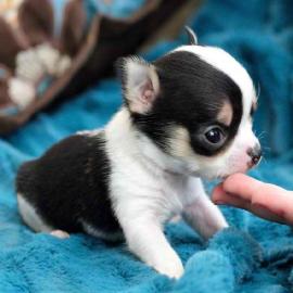 weibliche Mini Chihuahua-Welpen