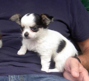weibliche Mini Chihuahua-Welpen
