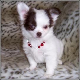 MINI MINI Chihuahua Preis: 150 euros