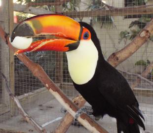 Toco toucan WhatsApp +32 466 49 29 01  o