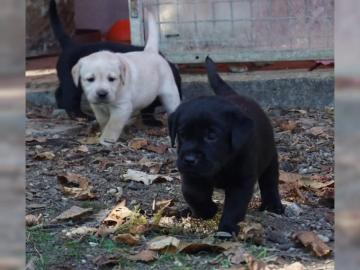 Bildsch�ne Labrador Welpen mit Papieren. 