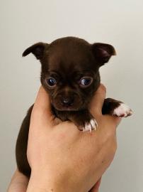 Reinrassige chihuahua Welpen.  .  .  WHATSA