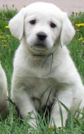 Labrador welpen