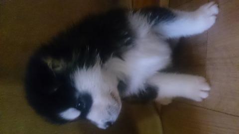 Siberian Husky