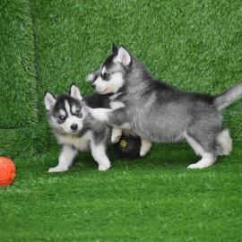 Super Siberian Husky Welpen mit VDH/ FCI