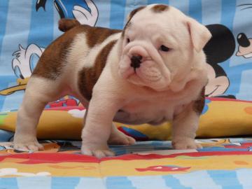 Traumhaft s��e English Bulldoggen Welpen