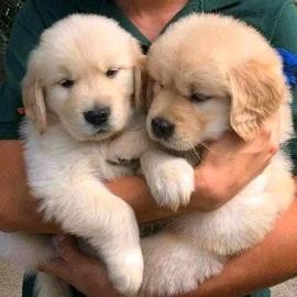 Reinrassige Golden-Retriever-Welpen What