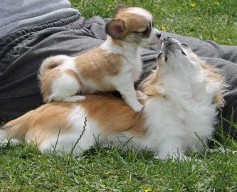 S��e,Reinrassige Chihuahuawelpen (Langha