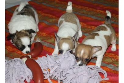 S��e,Reinrassige Chihuahuawelpen (Langha