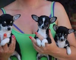Chihuahuawelpen mit AT.  aus seri�ser Zuc