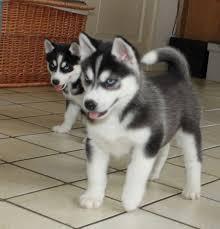 Reinrassige Siberian Husky Welpen