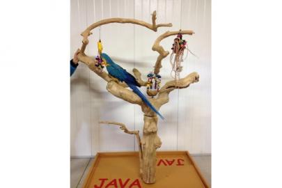 Java Tree X-large 170-180 cm NR 3365