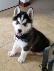 Reinrassige Siberian Husky Welpen