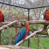 Urlaubspflege f�r Papageien & Sittiche i