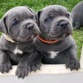 Gut erzogene und entz�ckende American St