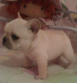 Qualit�t Franz�sisch Bulldog Welpen zur