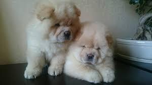 Chow Chow Welpen whatsapp nummer +436504