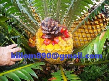 Cycad und Encephalartos Samen verf�gbar