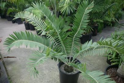 Cycad und Encephalartos Samen verf�gbar