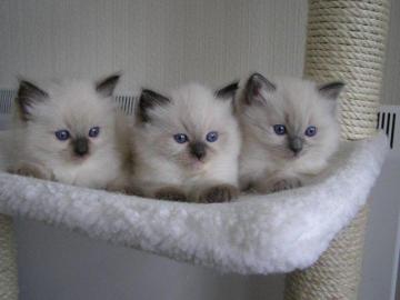 m M�nnlich und weiblich Ragdoll K�tzchen
