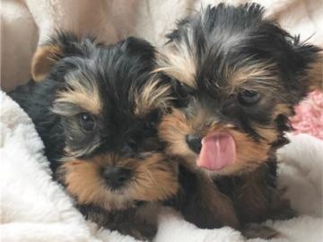S?sse Mini Yorkshire Terrier Welpen what