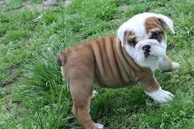 Englisch Bulldogge Welpen