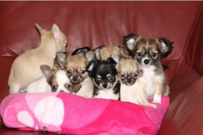 S��er Chihuahua Welpe  S��er typvoller L