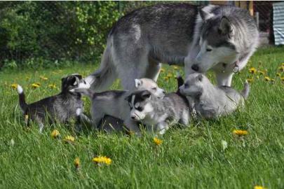 ,,,,,,,,,,,,,Husky Husky Husky,,,,,,,,,,