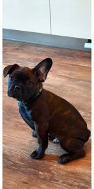 Franz?sische Bulldoggen Welpen