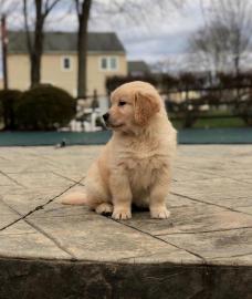 Entz�ckende golden retriever-Welpen f�r