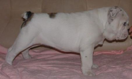 Englische Bulldogge Welpe zum verkaufen