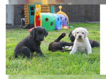 Labrador Retriever Welpen ab sofort abzu