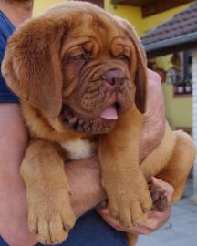 Dogue de bordeaux � sch�ne Welpen