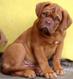 Dogue de bordeaux � sch�ne Welpen