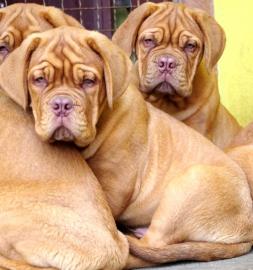 Dogue de bordeaux � sch�ne Welpen