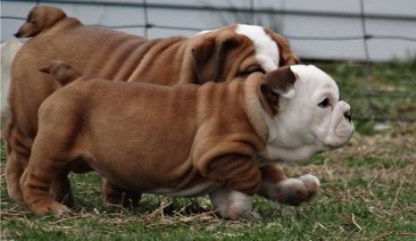 english bulldog puppy