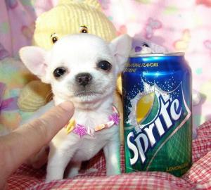 X-Mas Teacup Chihuahua Welpen !! Absolut