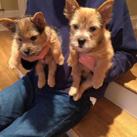Reinrassige Norwich Terrier Welpen zum V